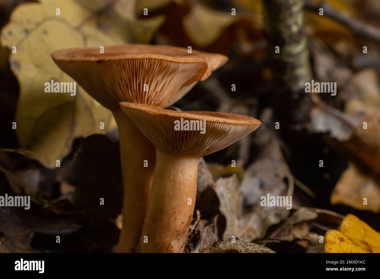 Edible mushroom called niscalo, red pine mushroom Lactarius deliciosus