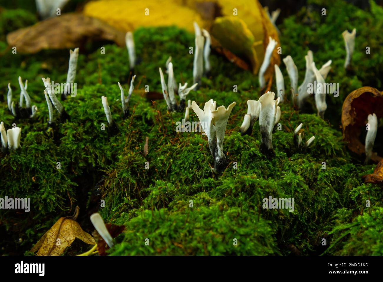 Xylaria hypoxylon is a species of fungus in the genus Xylaria. Xylaria