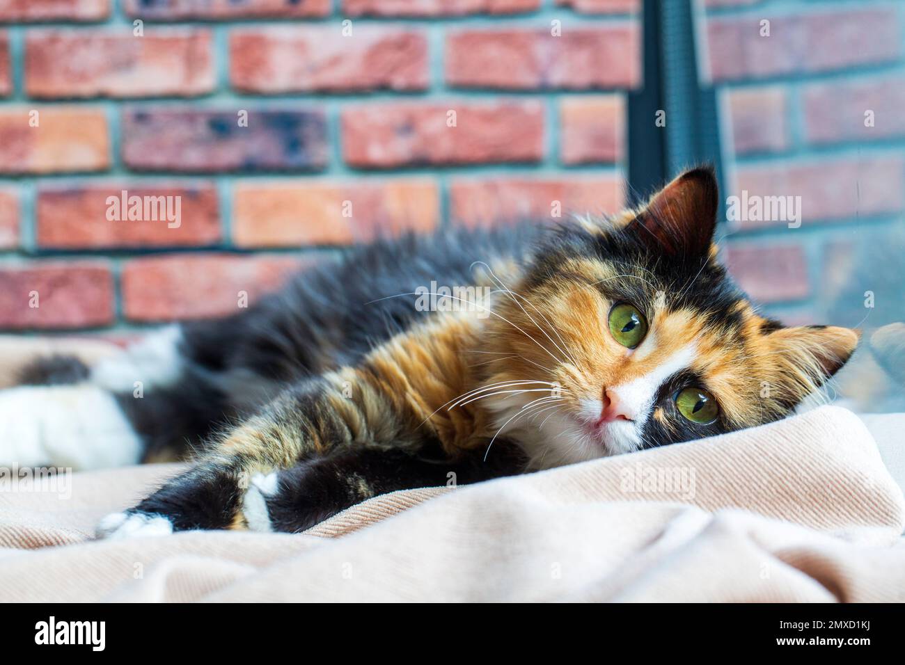 Long-haired kitten calico type cat. Stock Photo