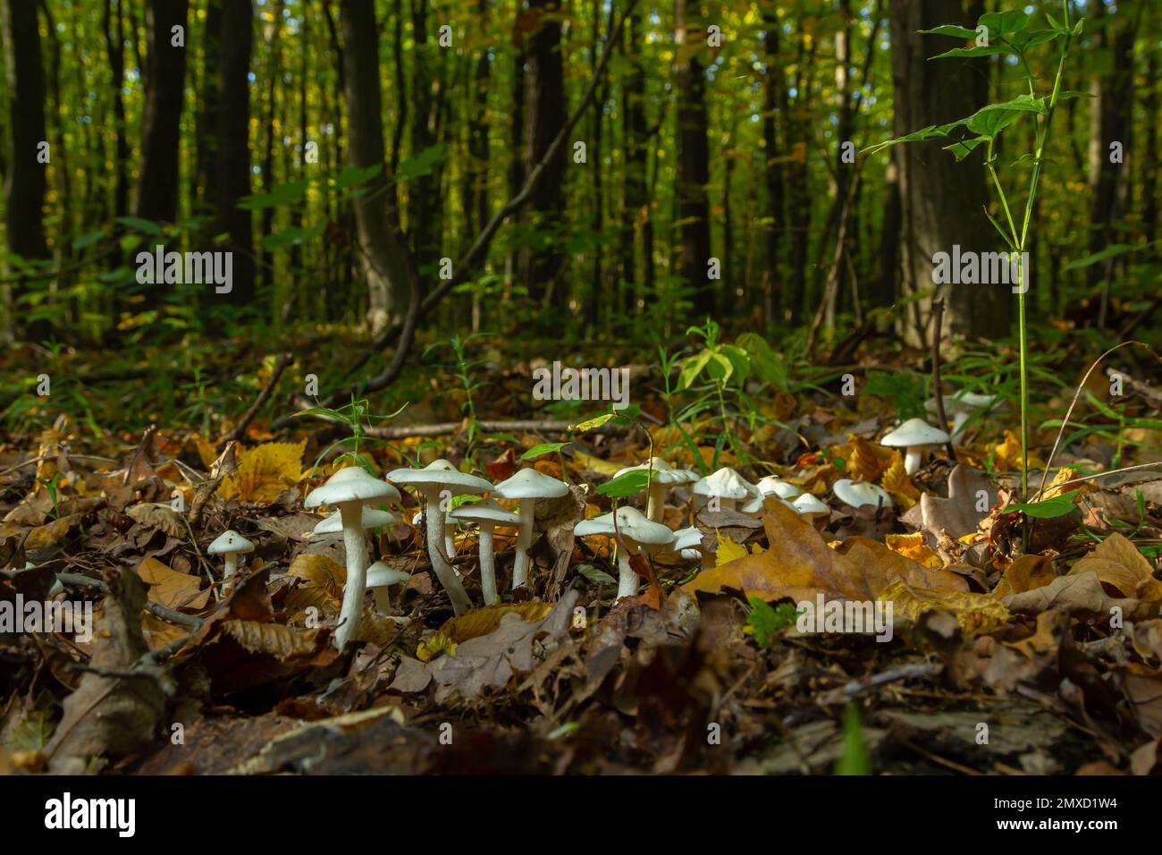 Ivory Woodwax Fungi - Hygrophorus eburneus Growing in Beech leaf litter. Stock Photo