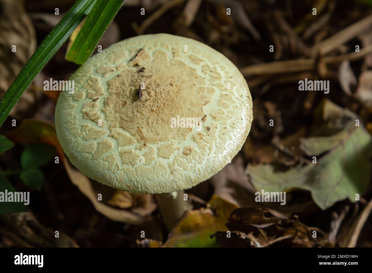 Inedible mushroom Amanita citrina in the forest. Known as false death