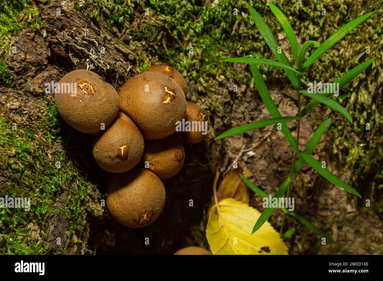 Forest mushroom. Common downy mushroom - Lycoperdon perlatum - growing in green moss in autumn forest. Stock Photo
