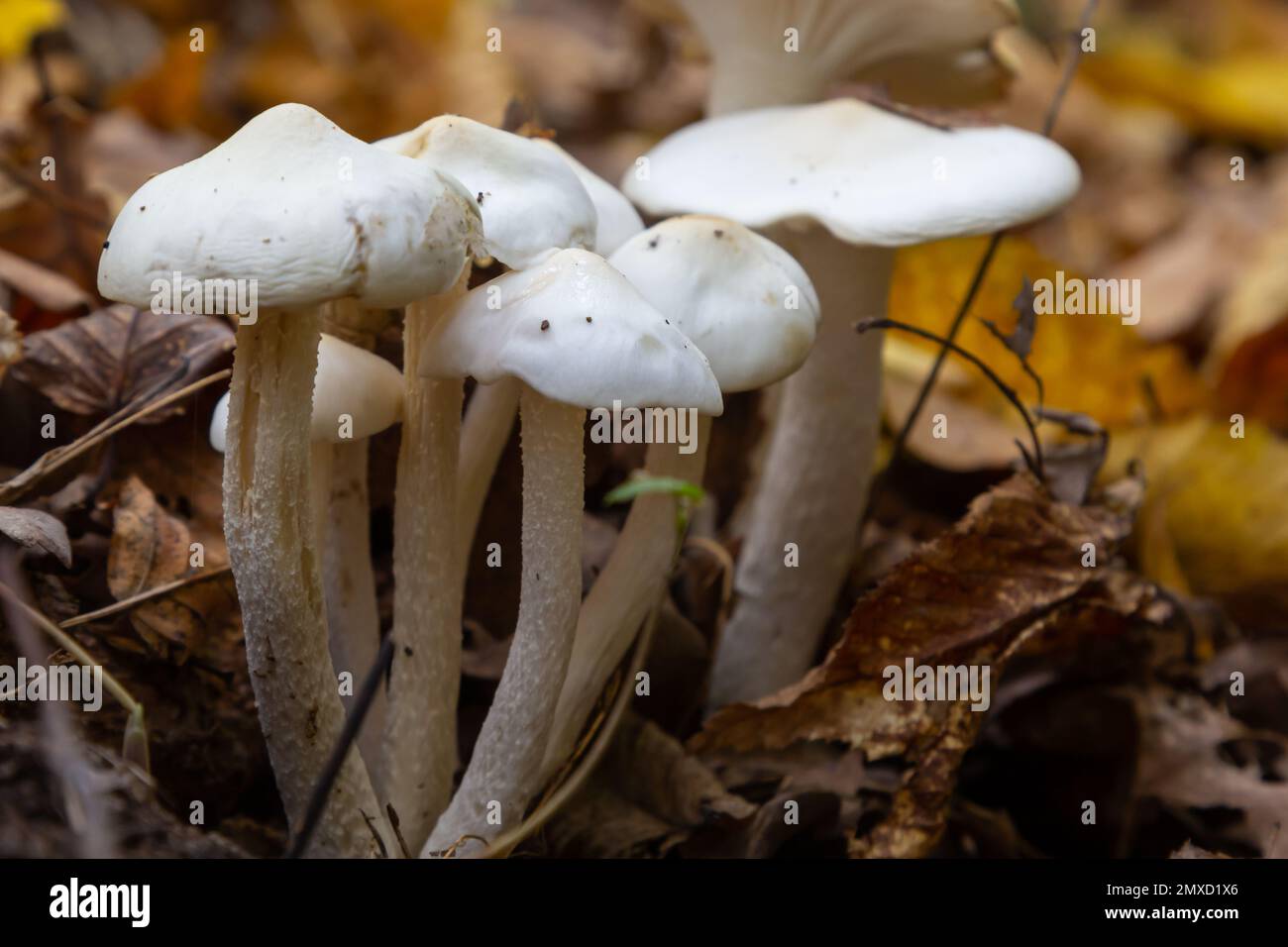 Ivory Woodwax Fungi - Hygrophorus eburneus, growing in Beech leaf litter. Stock Photo