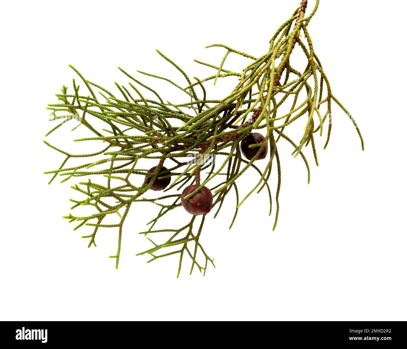 Flora of Gran Canaria - branch of Juniperus phoenicea, the Phoenicean juniper, isolated on white background Stock Photo