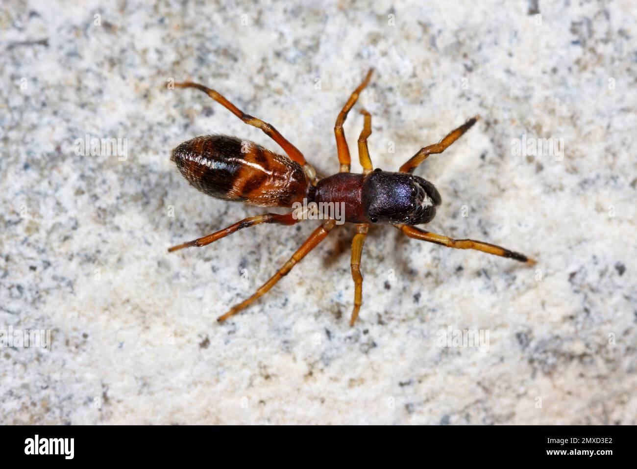 Ant mimic jumping spider, Ant spider (Myrmarachne formicaria), female ...