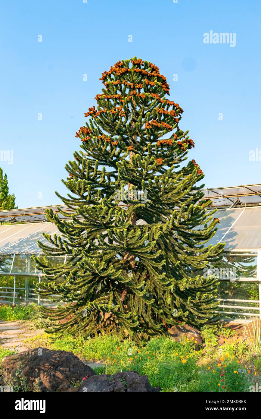 Chilean pine (Araucaria araucana, Araucaria imbricata), male tree, France Stock Photo