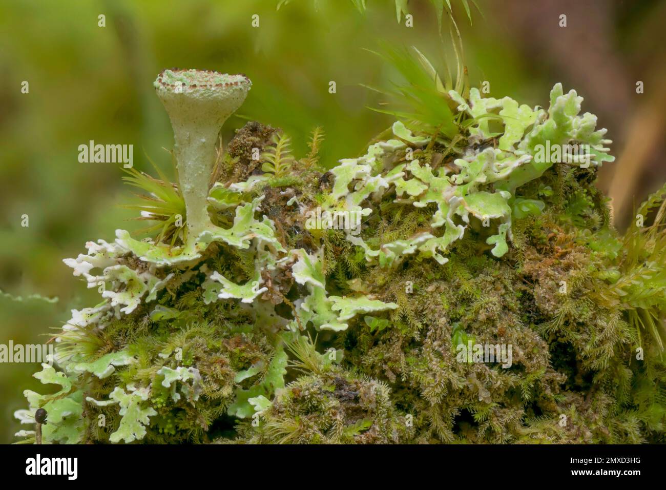 cup lichen (Cladonia spec.), with fruiting body, Italy, South Tyrol, Dolomites Stock Photo