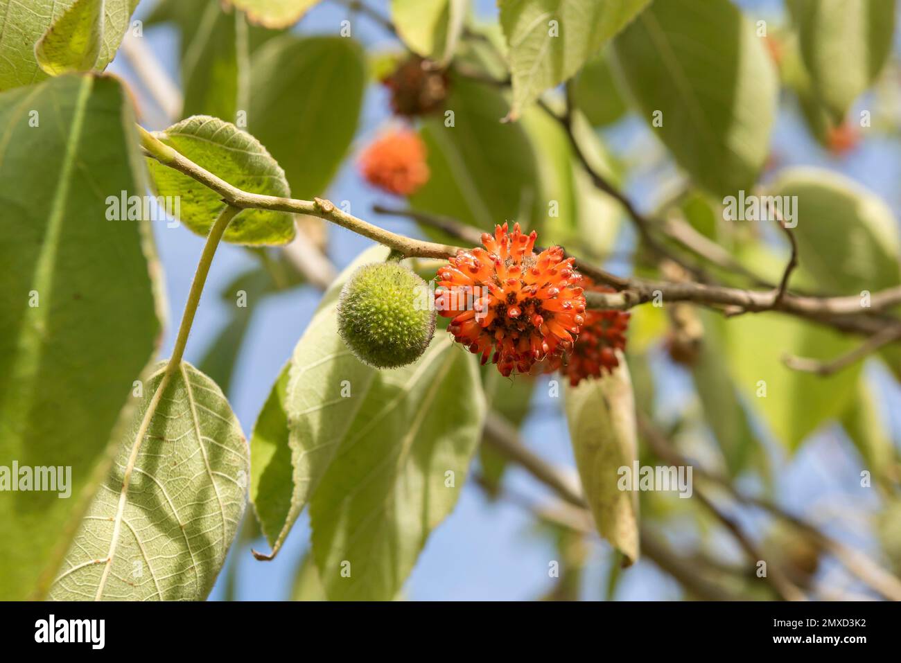 paper mulberry, tapa cloth tree (Broussonetia papyrifera), fruiting, Europe, Bundesrepublik Deutschland Stock Photo