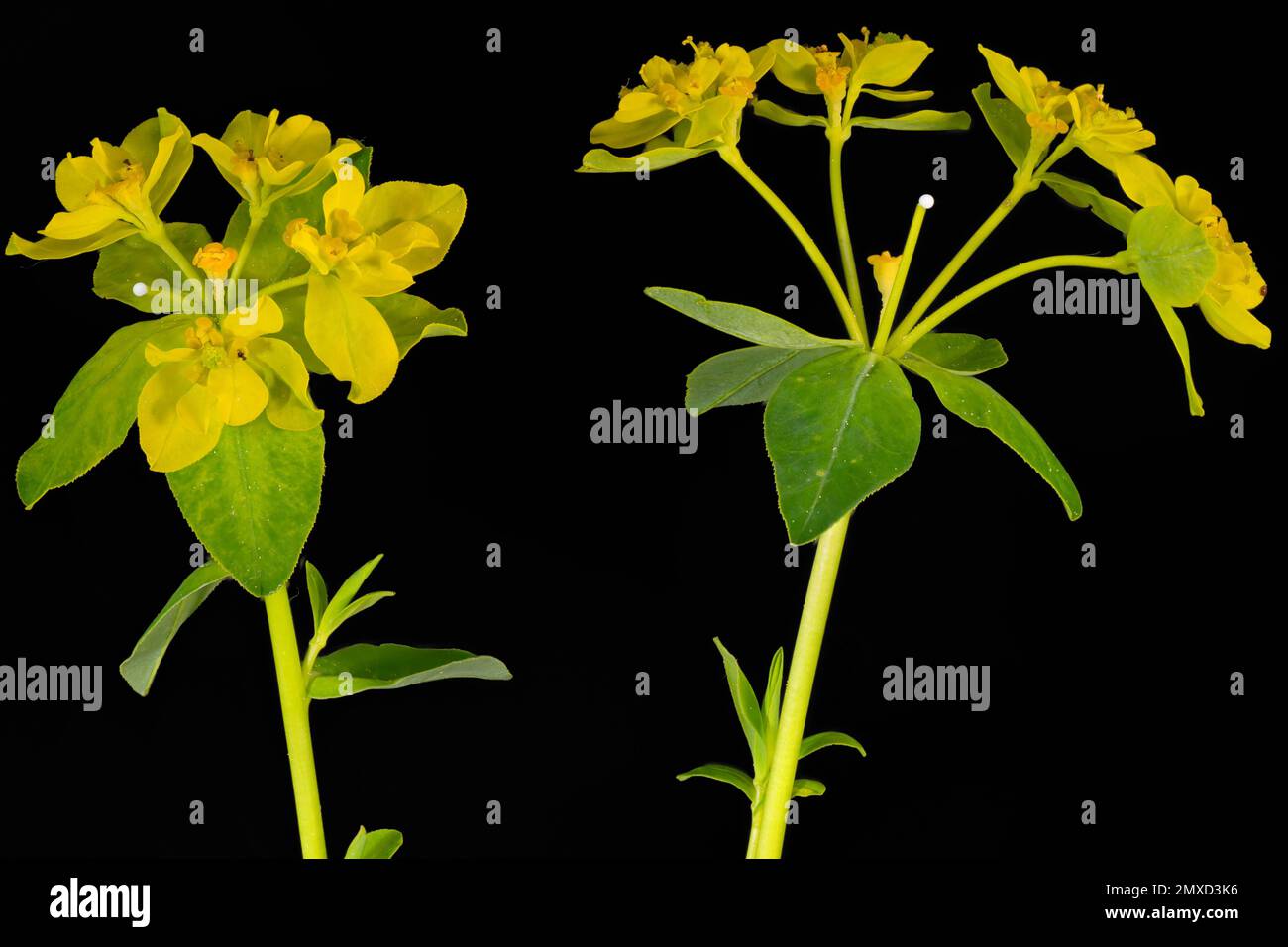 Wart spurge (Euphorbia verrucosa), blooming, against black background, Austria Stock Photo