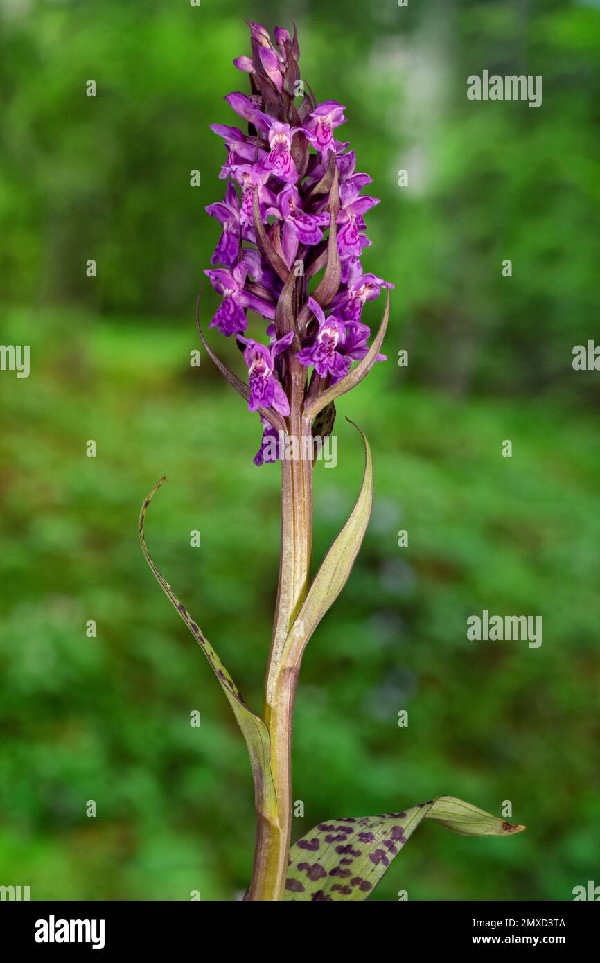 western marsh-orchid (Dactylorhiza majalis), blooming, Germany, Bavaria, Murnauer Moos Stock Photo