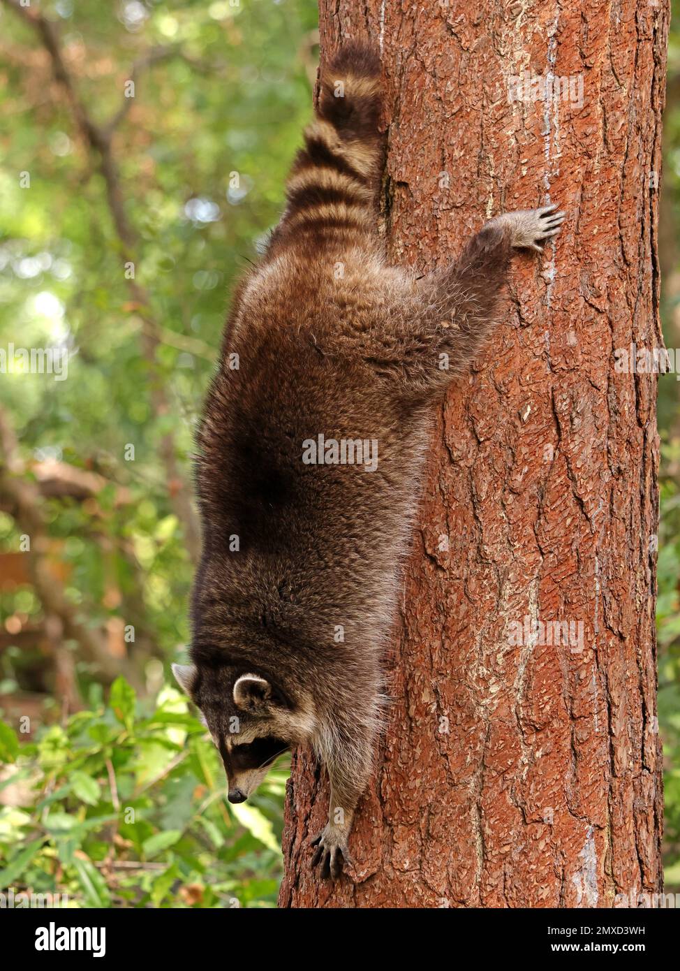 common raccoon (Procyon lotor), climbing down a tree trunk, side view, Germany Stock Photo Alamy