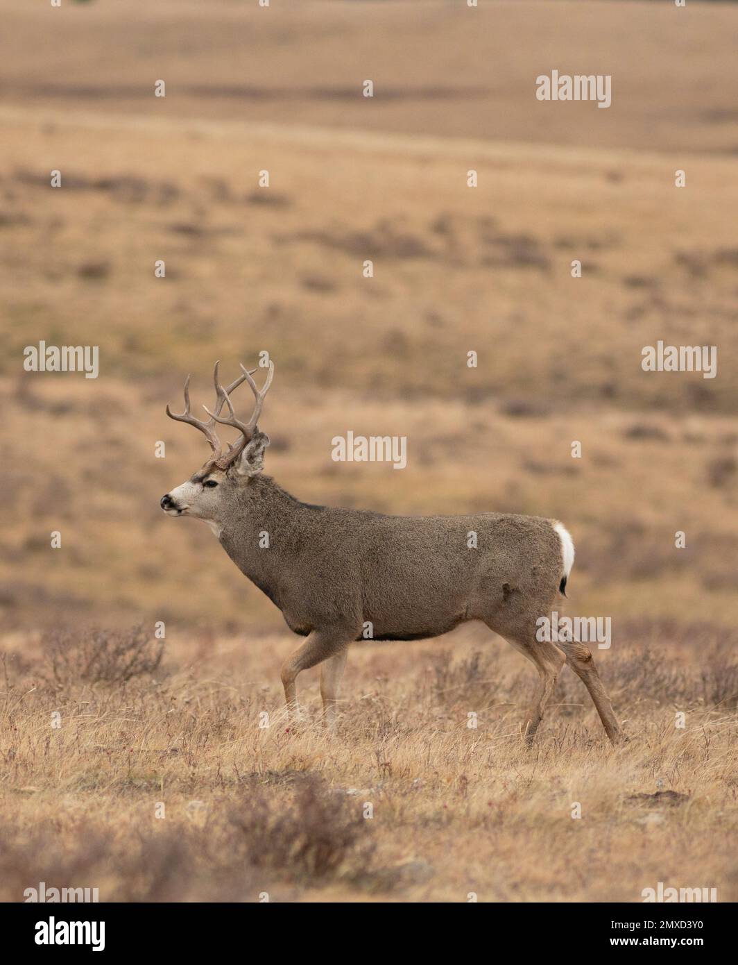 Montana mule deer male with neck swollen during the rut Stock Photo Alamy