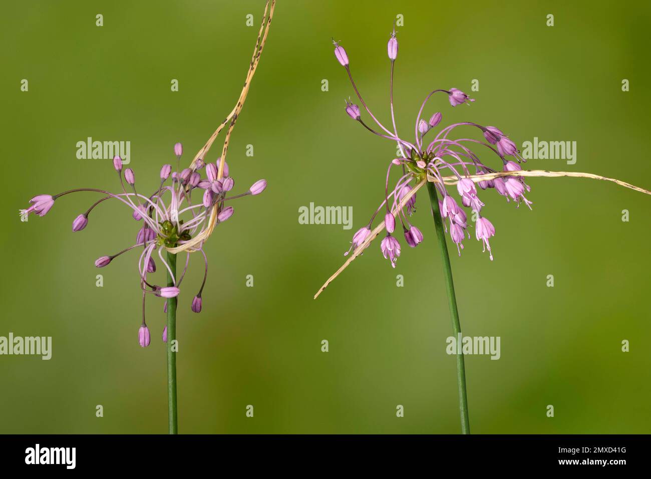 Keeled Garlic (Allium carinatum), inflorescences, Germany, Bavaria, Region Murnauer Moos Stock Photo