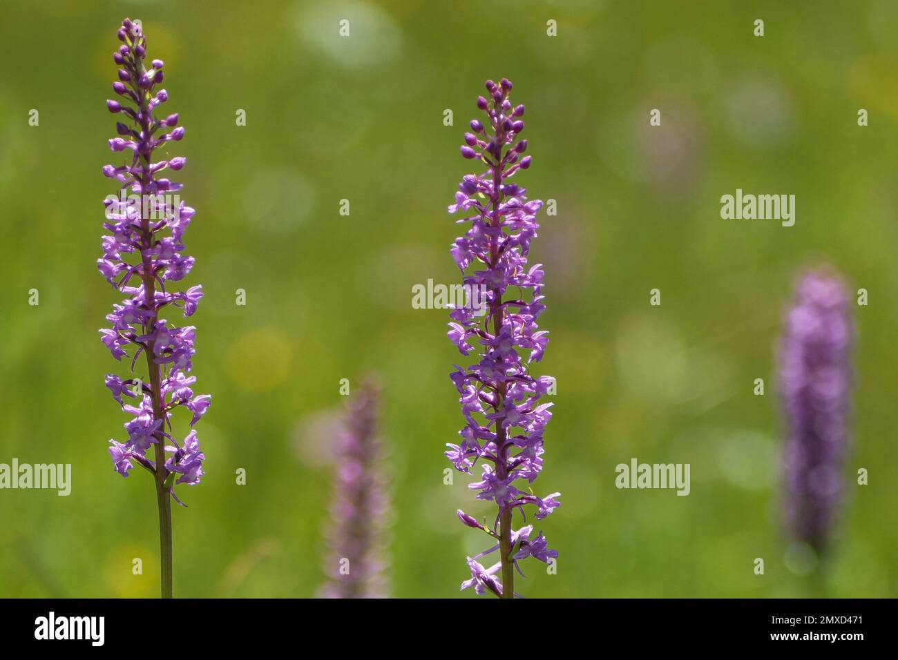 Fragrant orchid (Gymnadenia conopsea), blooming in a meadow, Germany, Bavaria, Murnauer Moos Stock Photo