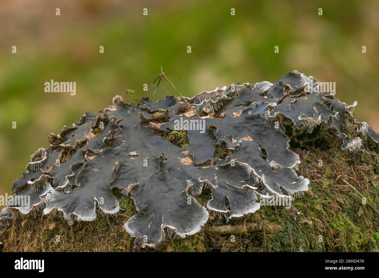 dog lichen, pelt lichen (Peltigera spec.), thallus, Italy, South Tyrol, Dolomites Stock Photo