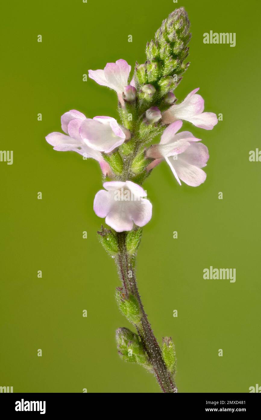 European vervain, Turkey Grass, Simpler's Joy (Verbena officinalis), inflorescence, Germany, Bavaria Stock Photo