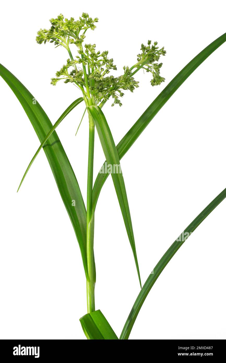 Wood club-rush (Scirpus sylvaticus), blooming, cutout, Germany, Bavaria Stock Photo