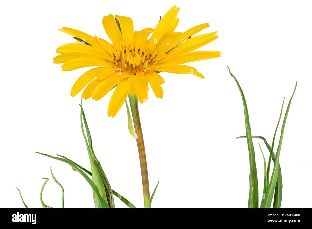 Oriental Goet's Beart, JackGoToBedAtNoon (Tragopogon pratensis subsp. orientalis