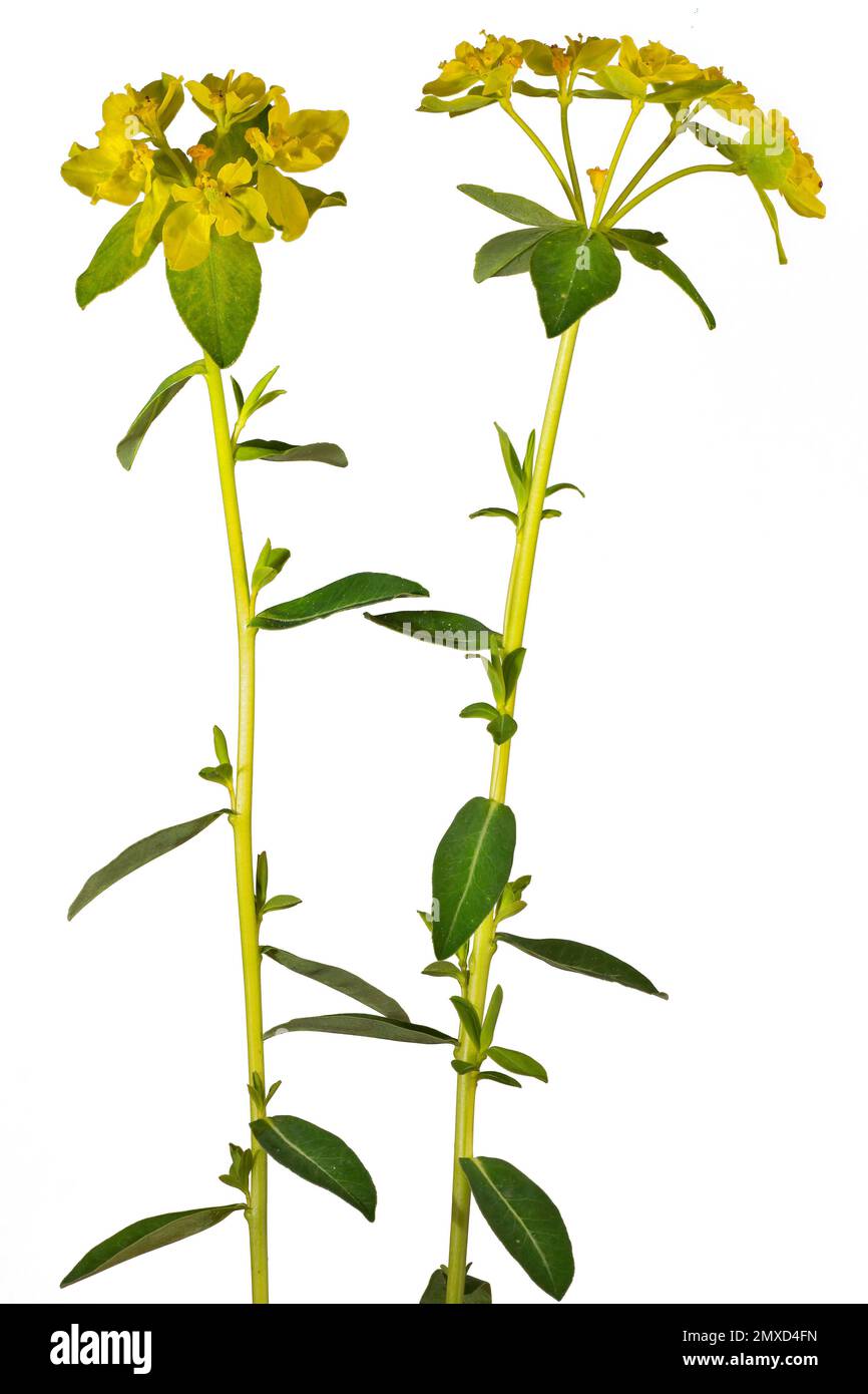 Wart spurge (Euphorbia verrucosa), blooming, cutout, Austria Stock Photo