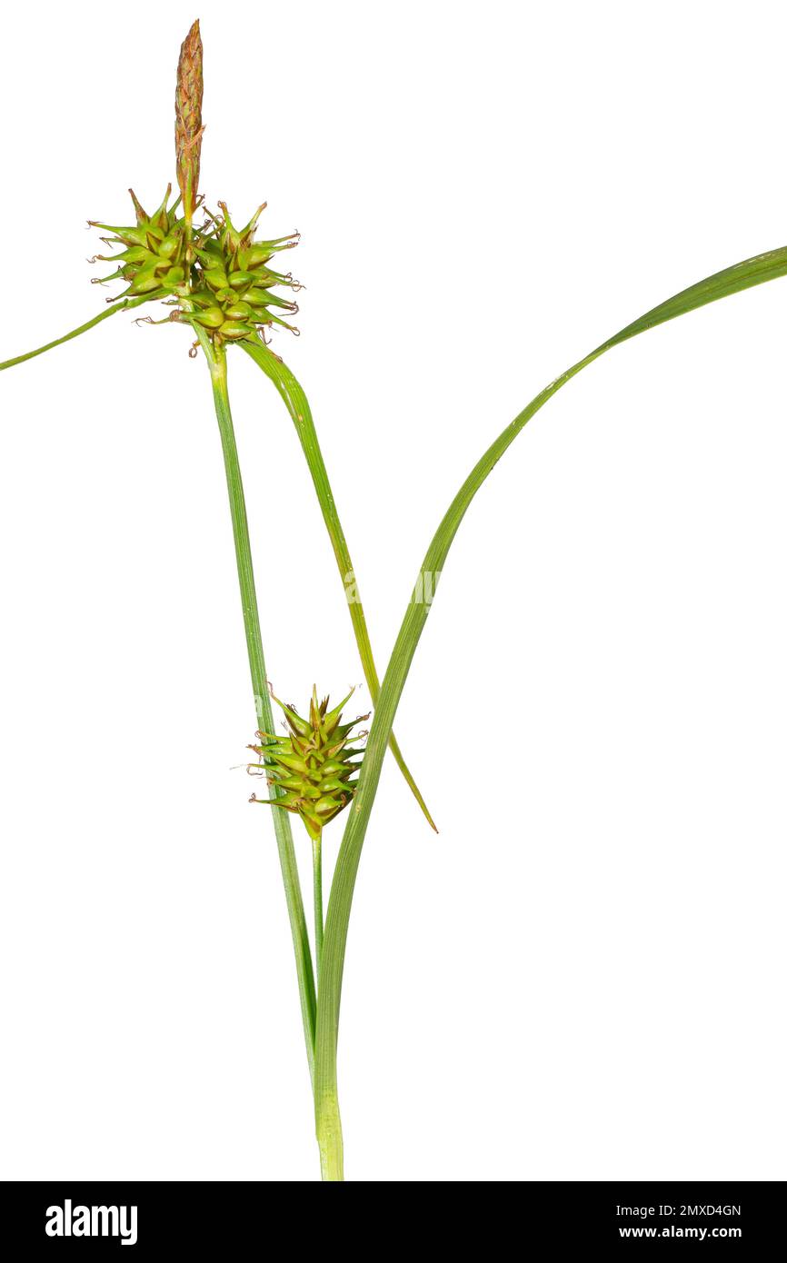 large yellow-sedge (Carex flava), spiklets, cutout, Germany, Bavaria, Murnauer Moos Stock Photo