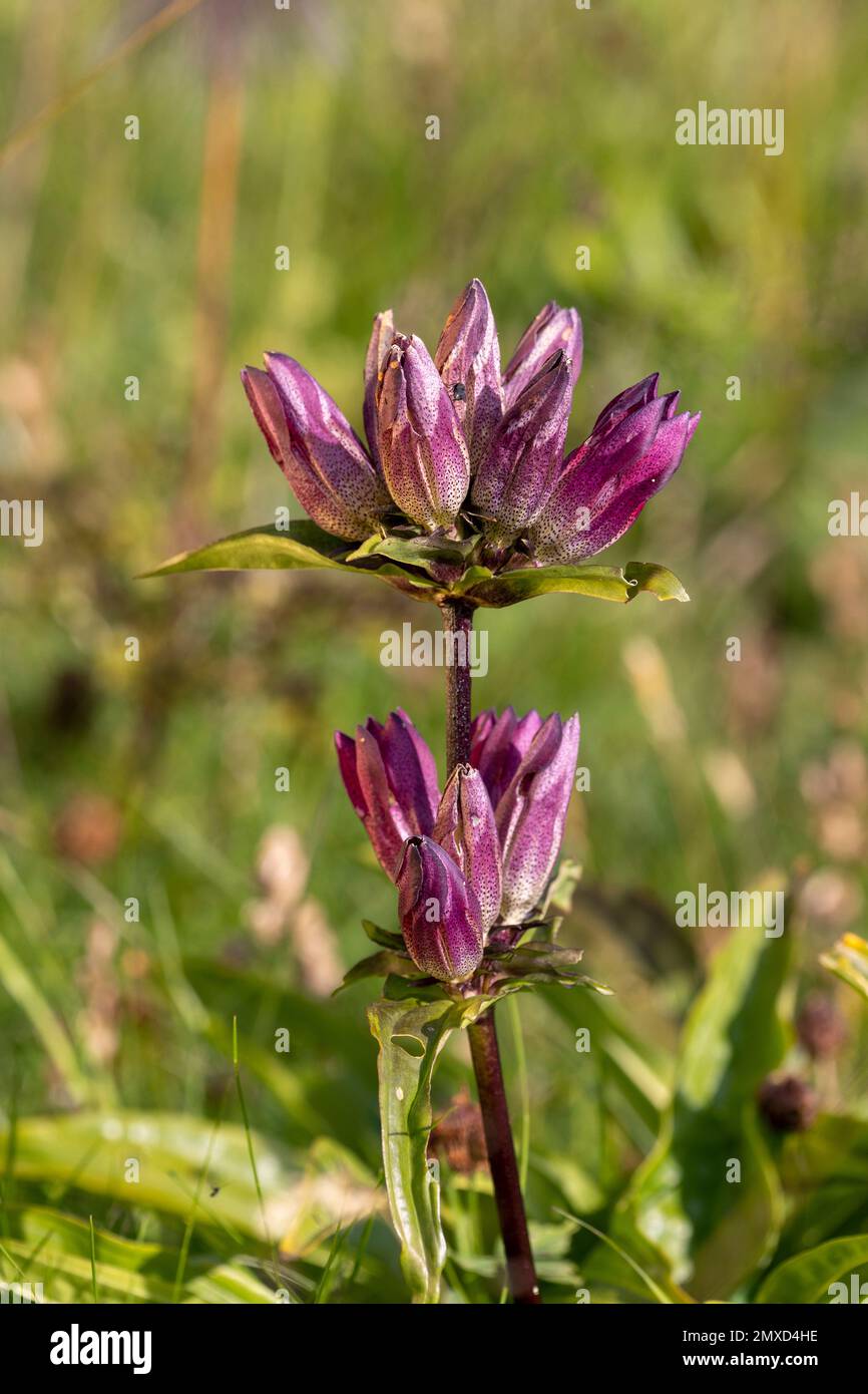 Pannonian gentian, Hungarian gentian, Brown gentian (Gentiana pannonica), blooming, Switzerland, Schynige Platte Stock Photo