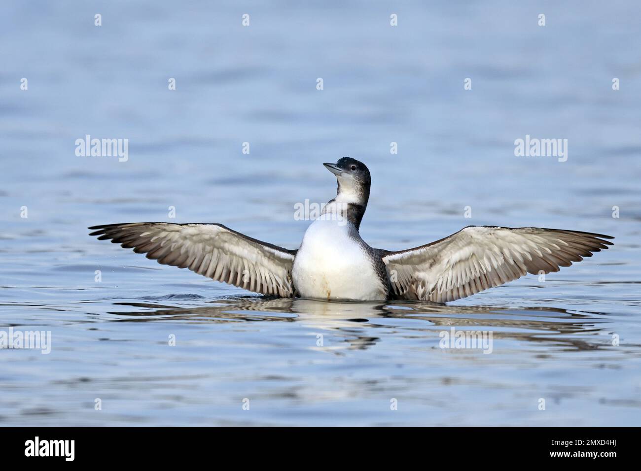great northern diver (Gavia immer), swimming, squeaker, flapping wings, Netherlands, Gelderland Stock Photo