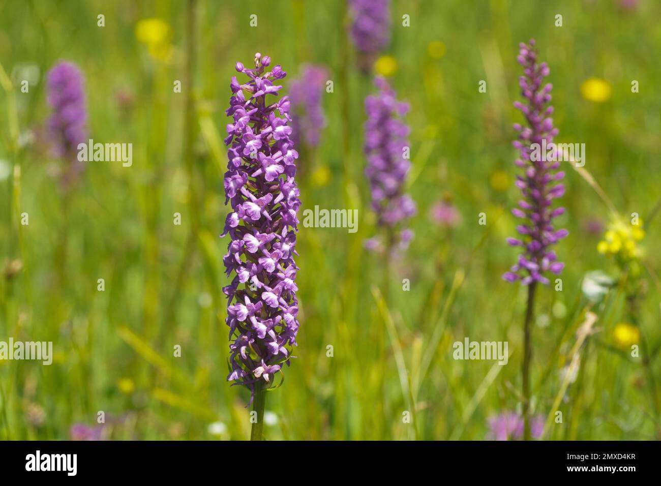 Fragrant orchid (Gymnadenia conopsea), blooming in a meadow, Germany, Bavaria, Murnauer Moos Stock Photo