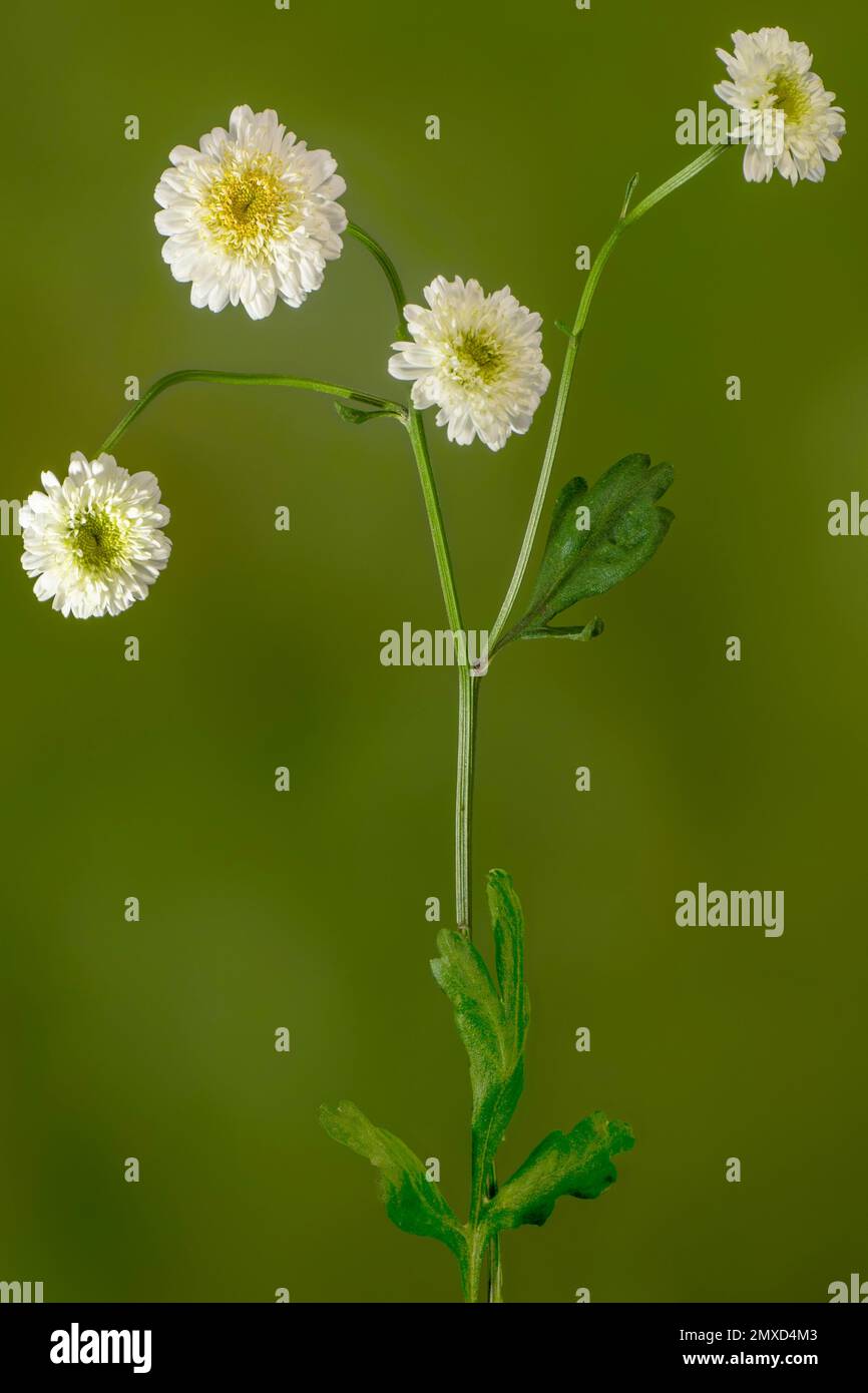 featherfew, feverfew, feather-leaf tansy (Tanacetum parthenium, Chrysanthemum parthenium), blooming, Germany, Bavaria Stock Photo