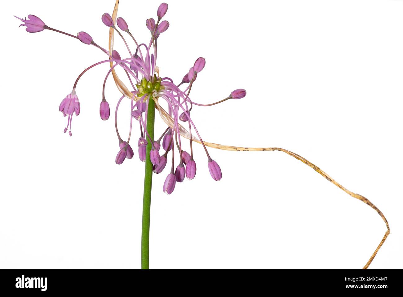 Keeled Garlic (Allium carinatum), inflorescence, cutout, Germany Stock Photo