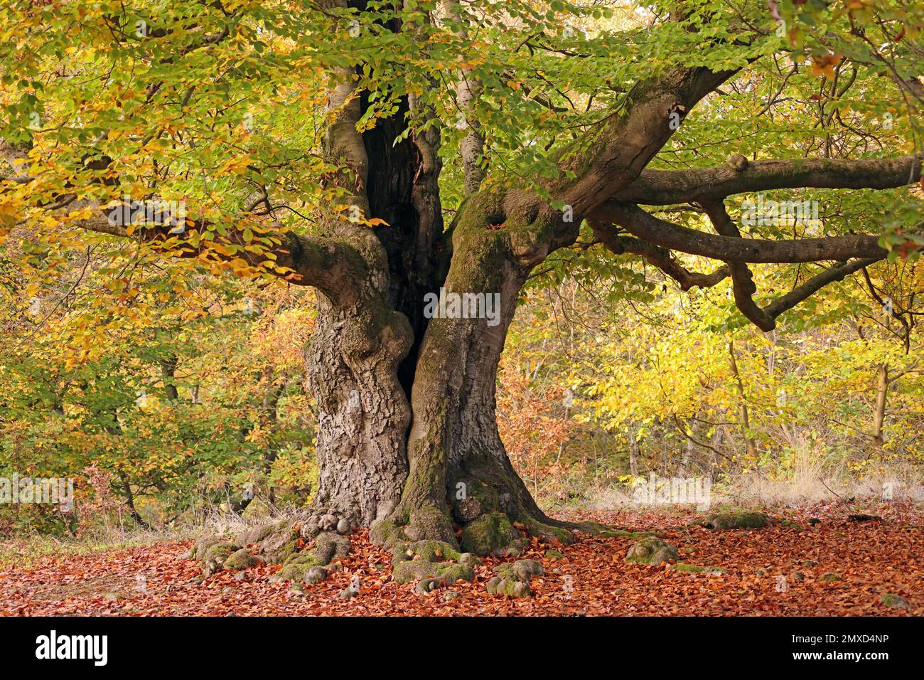 common beech (Fagus sylvatica), old pastoral beech in autumn, Germany, Hesse, Naturdenkmal Halloh Stock Photo