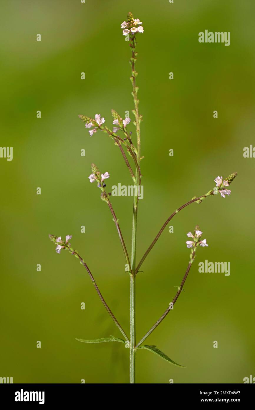 European vervain, Turkey Grass, Simpler's Joy (Verbena officinalis), blooming, Germany, Bavaria Stock Photo