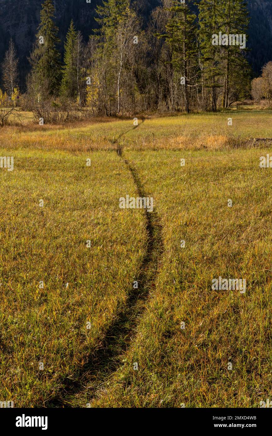 Eurasian beaver, European beaver (Castor fiber), beaver tracks on a meadow, Germany, Bavaria, Maaloula, Weidmoos Stock Photo