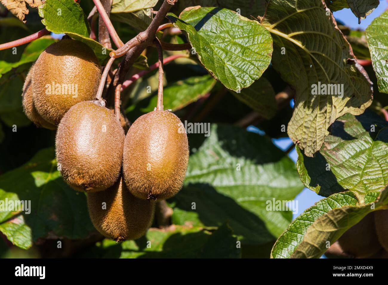kiwi fruit, Chinese gooseberry (Actinidia deliciosa), kiwia on a branch Stock Photo