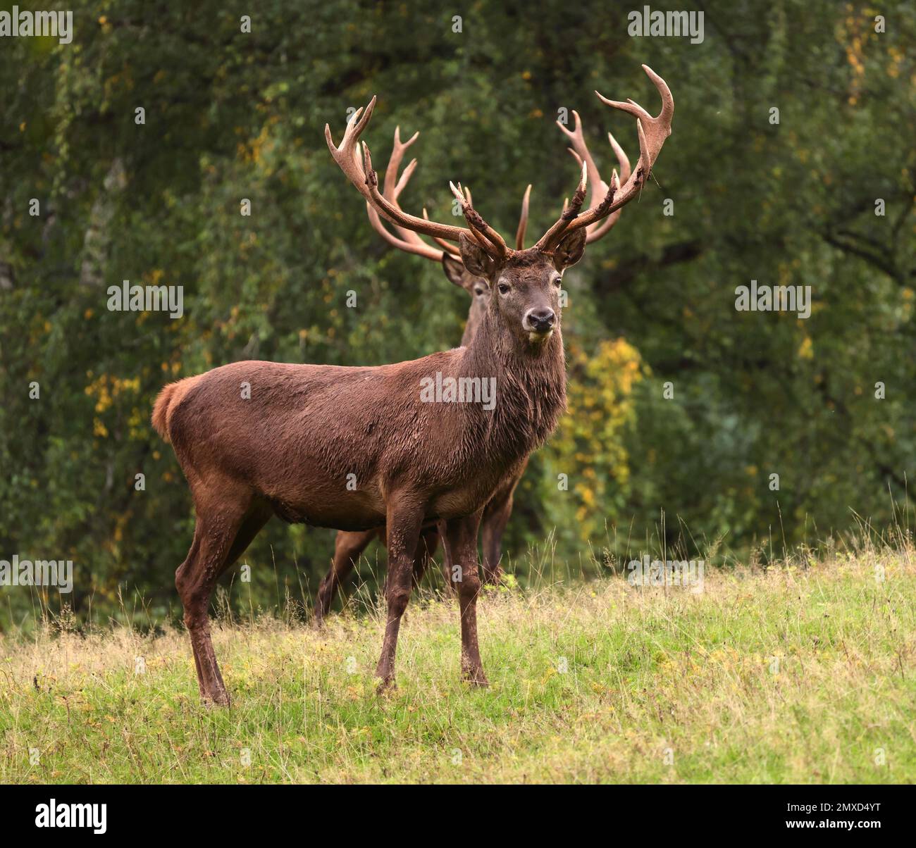 red deer (Cervus elaphus), red deer stags standing in a forest clearing in autumn, Germany Stock Photo