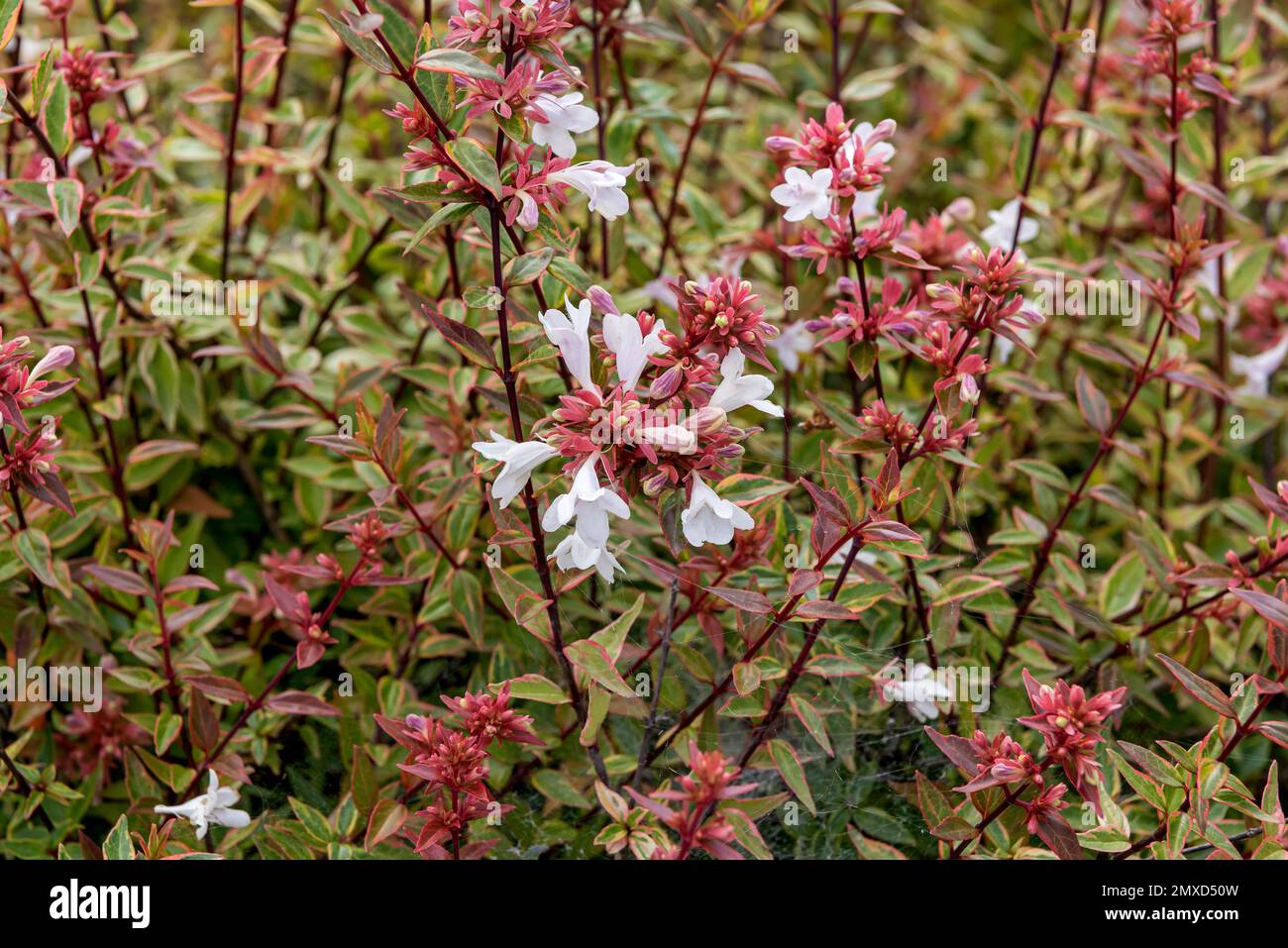 glossy abelia (Abelia x grandiflora Sarabande, Abelia grandiflora Sarabande), blooming, cultivar Sarabande Stock Photo