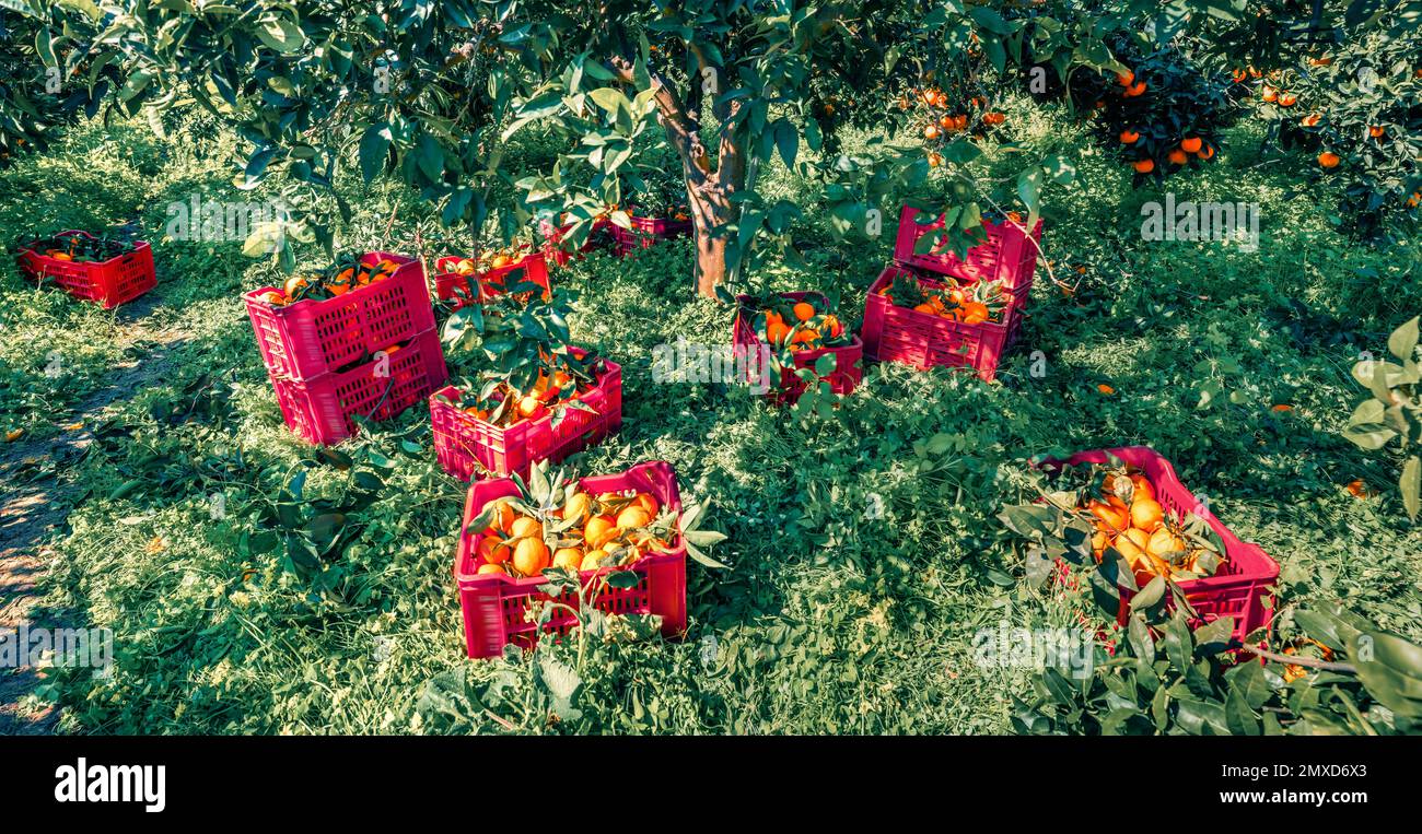 Harvesting oranges in Sicily, Italy. Green spring view of orange garden