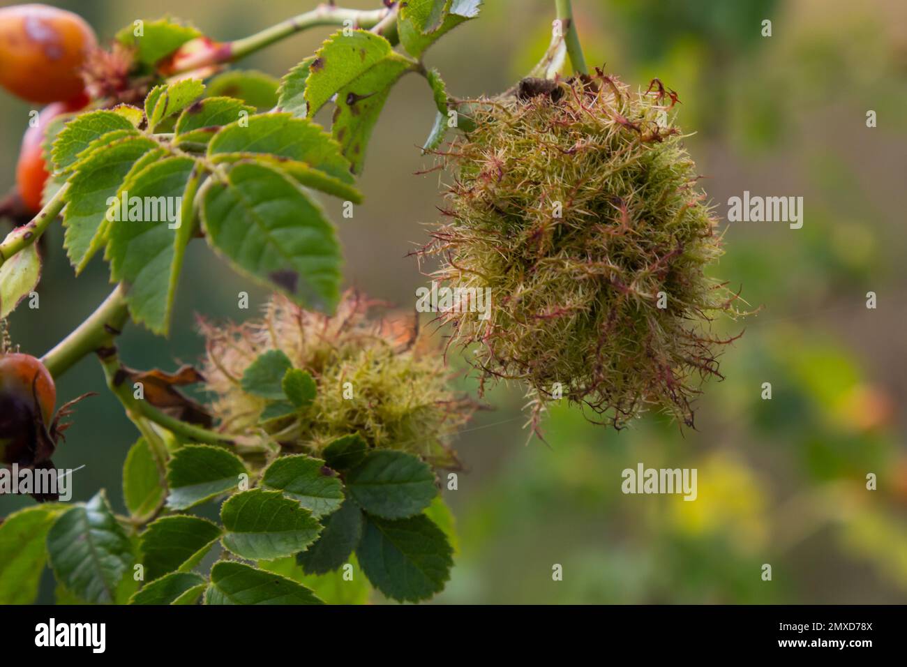 Rose bedeguar gall, Robin's pincushion gall, moss galls Diplolepis