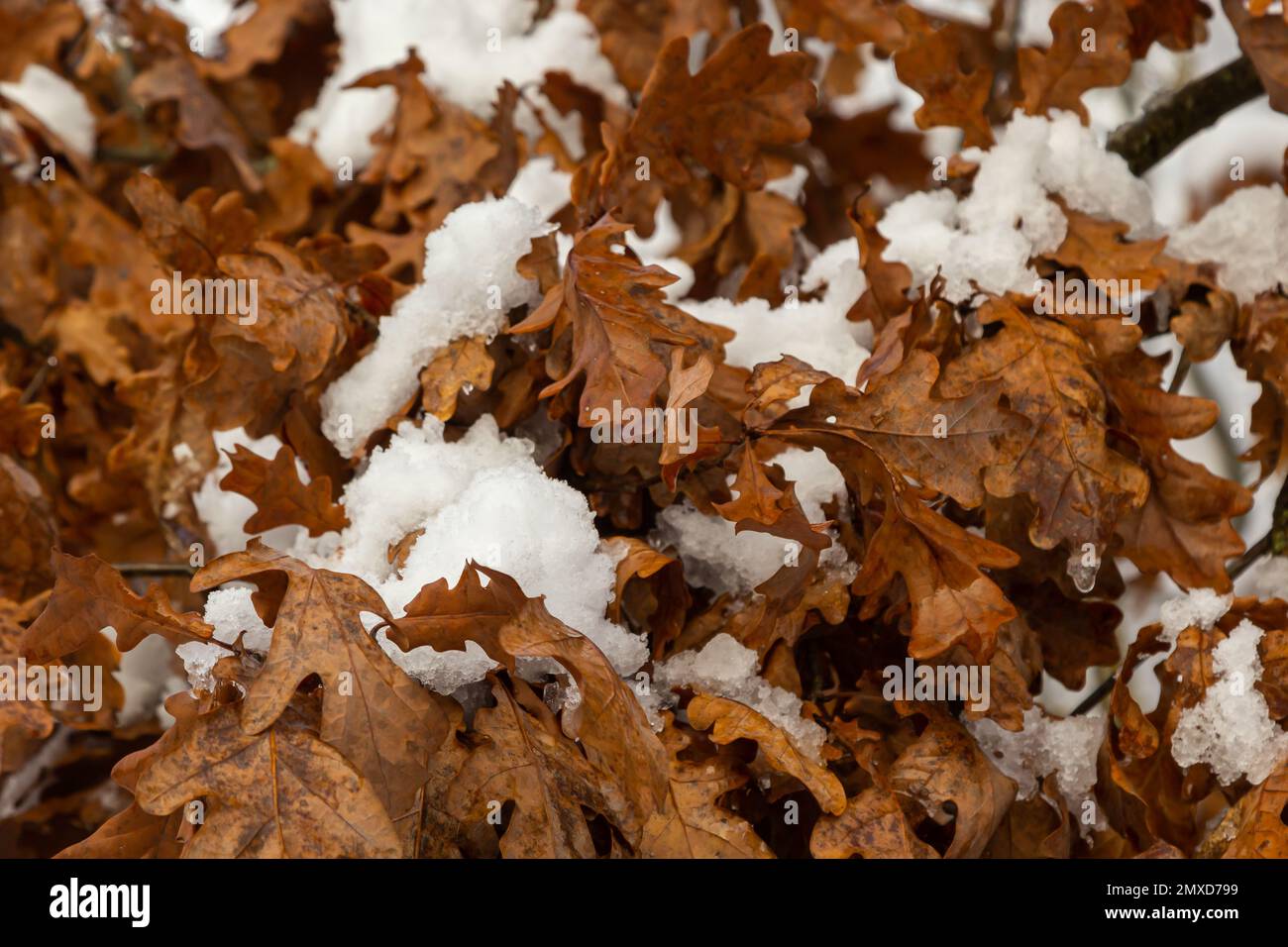 First snow covered autumn colored leaves in tree, tree brand with yellow leaves under snow. Autumn leaves under snow. Snow covered oak leaves in winte Stock Photo