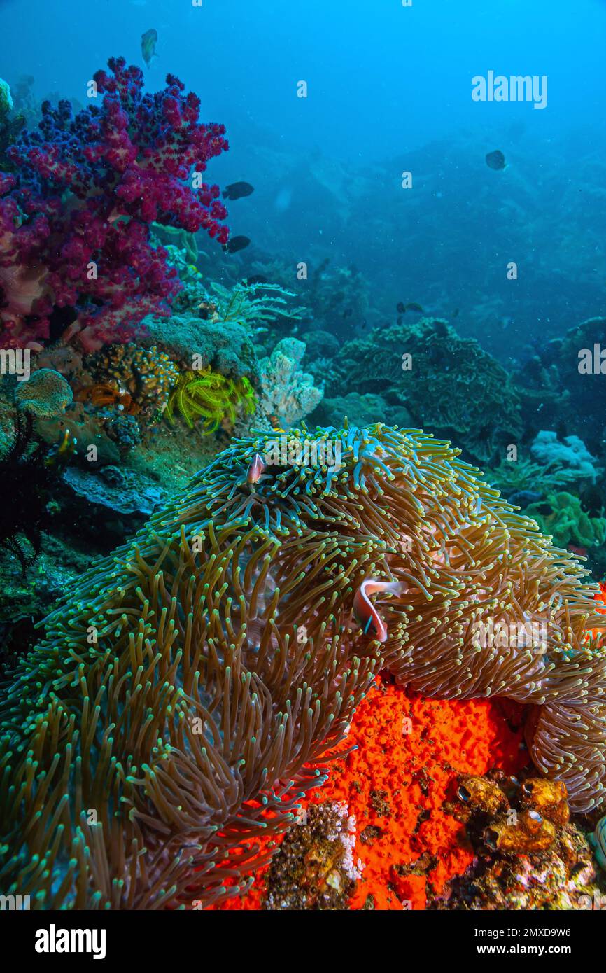 Coral reef in South Pacific with large Anemone with fish Stock Photo