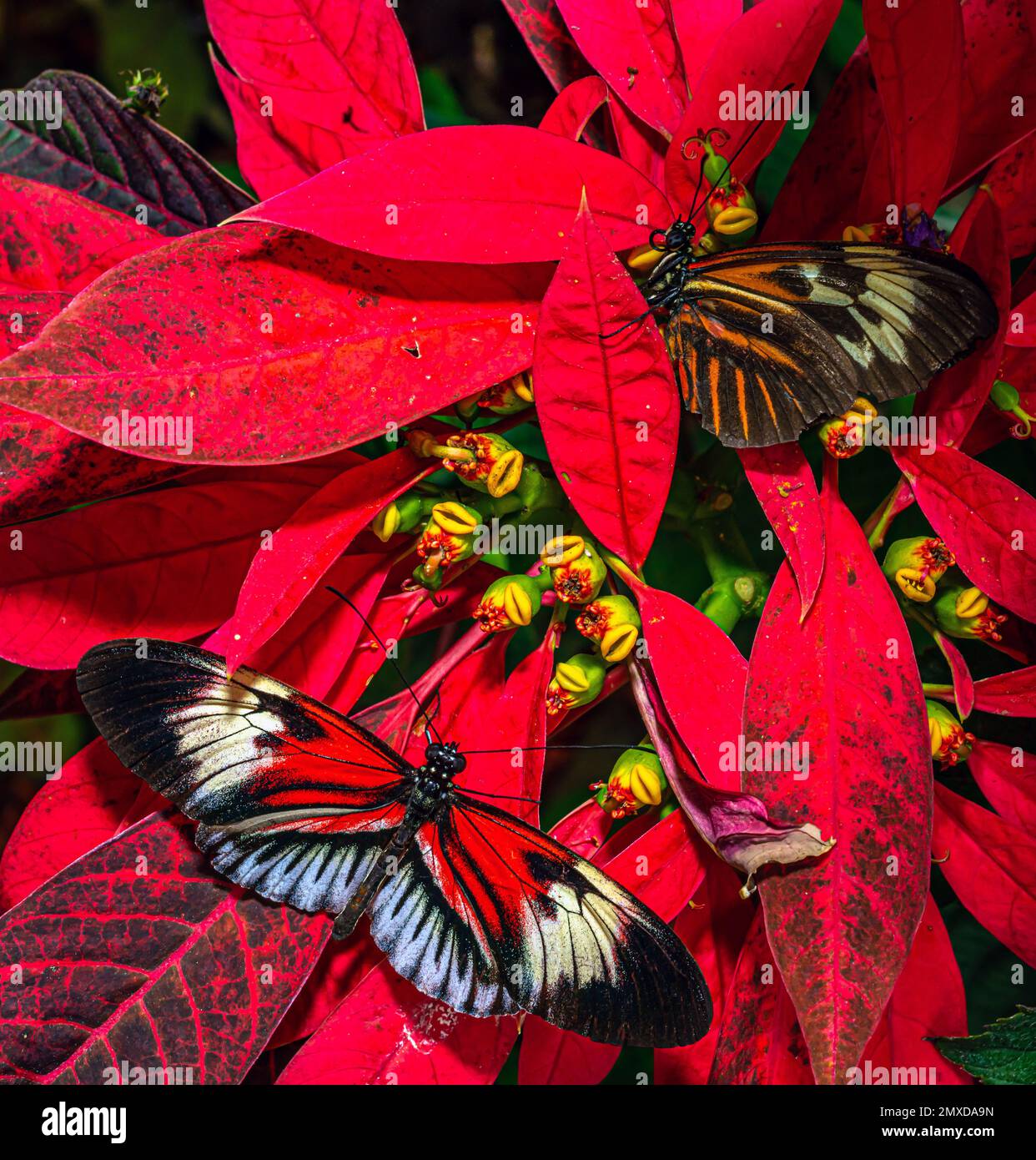 Future medical implications of insect longevity research