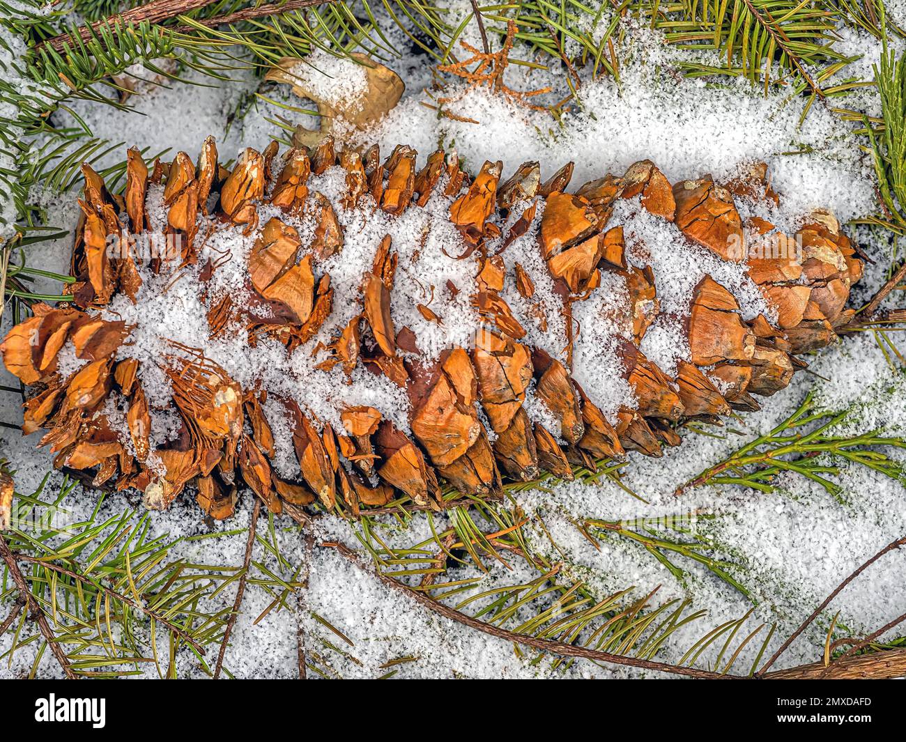 Coulter pine or big-cone pine, Pinus coulteri,family Pinaceae Stock Photo
