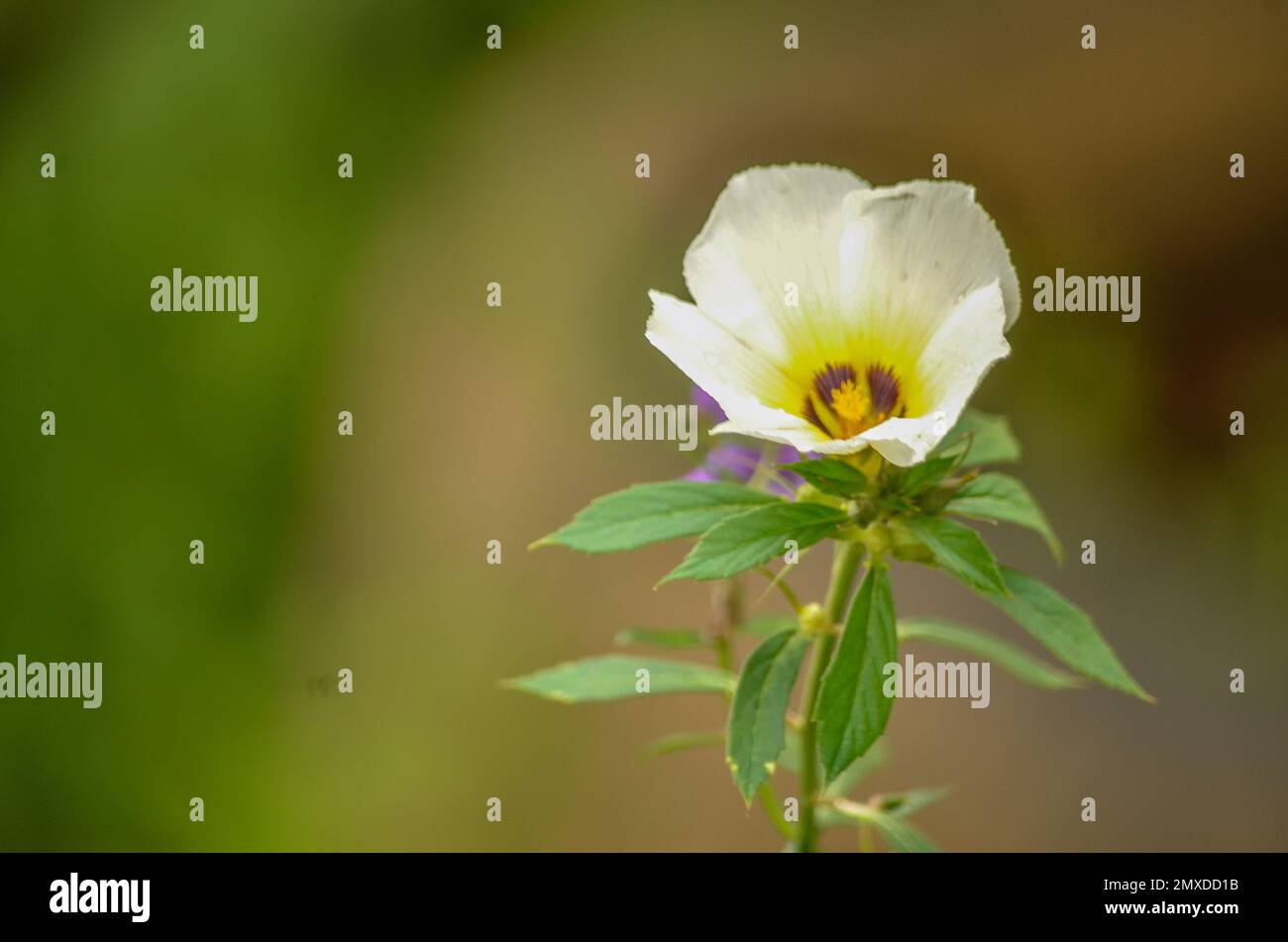 A white flowering Turnera subulata in the garden, close-up Stock Photo