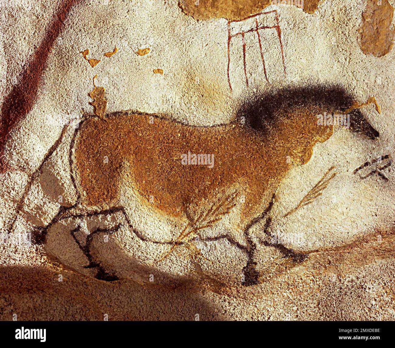 Chinese horse. Caves painting of Lascaux. Museum Centre national de