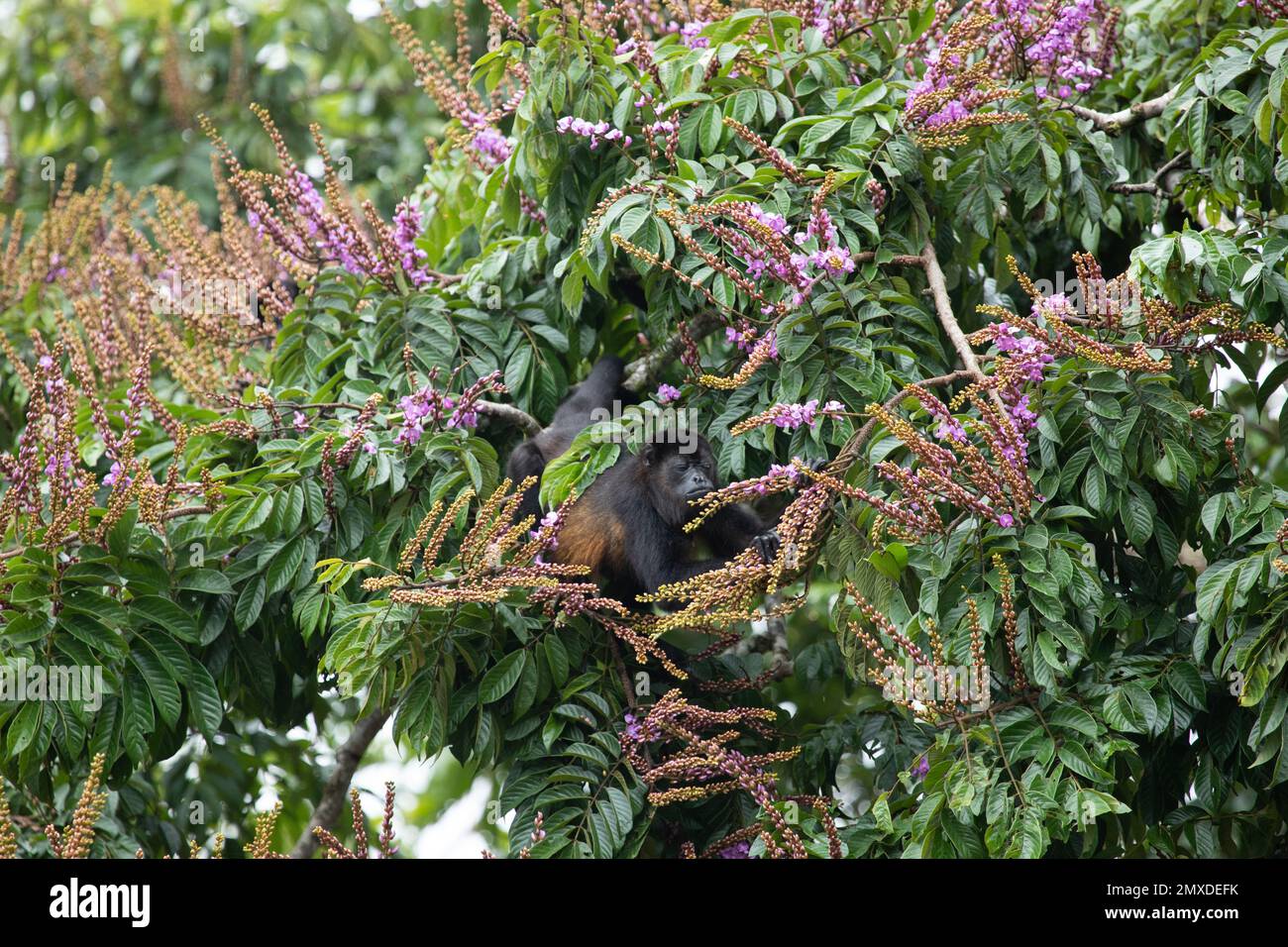 A close-up shot of a black monkey on a floral bush Stock Photo