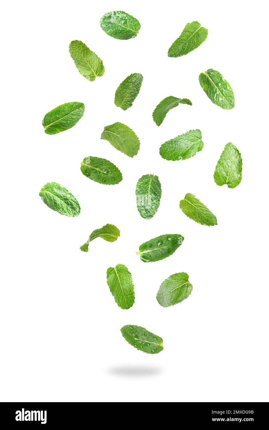Set of flying green mint leaves on white background Stock Photo