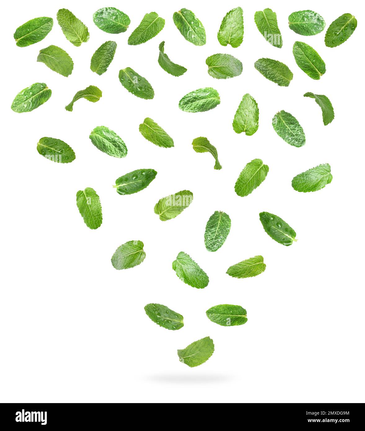 Set of flying green mint leaves on white background Stock Photo