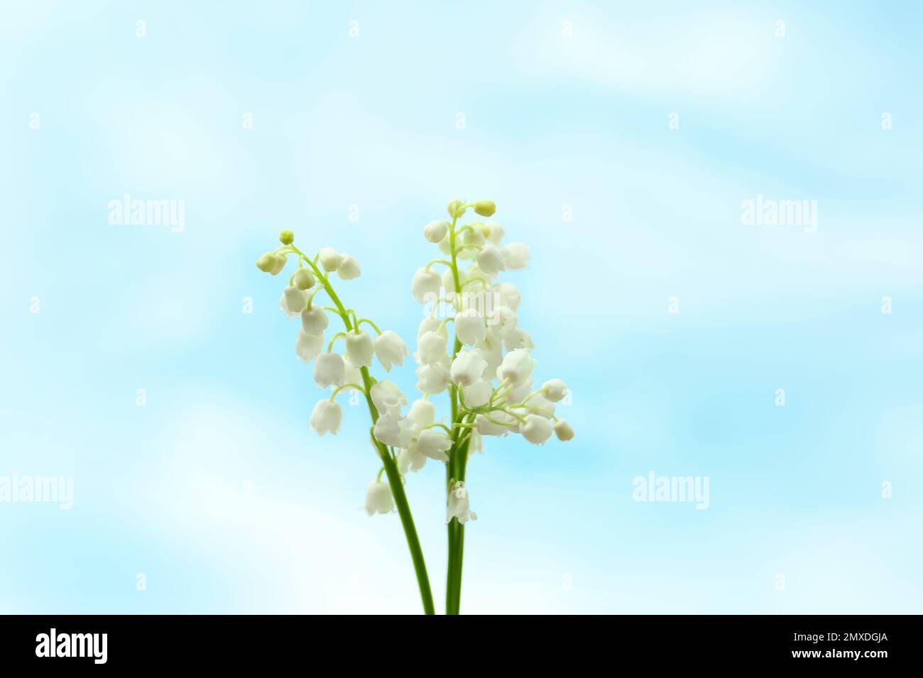Beautiful lily of the valley flowers on light background Stock Photo ...