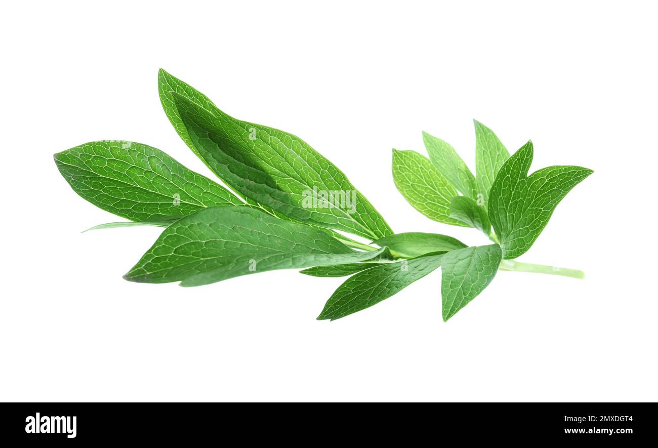 Fresh leaves of peony plant isolated on white Stock Photo - Alamy
