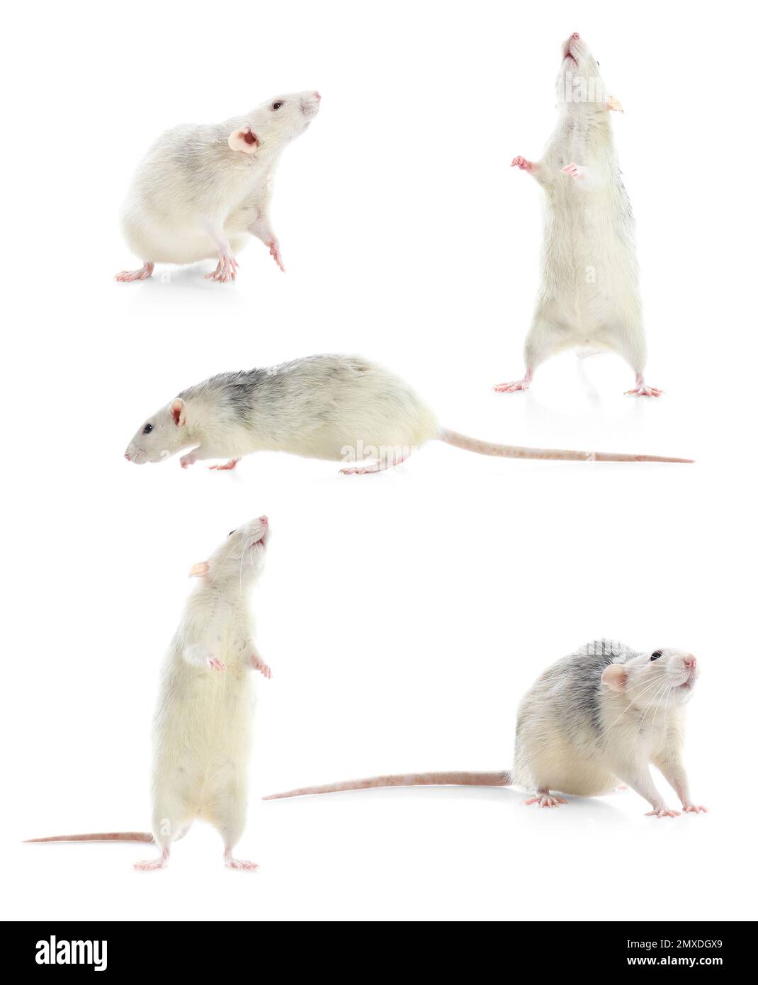 Set of cute little rats on white background Stock Photo - Alamy