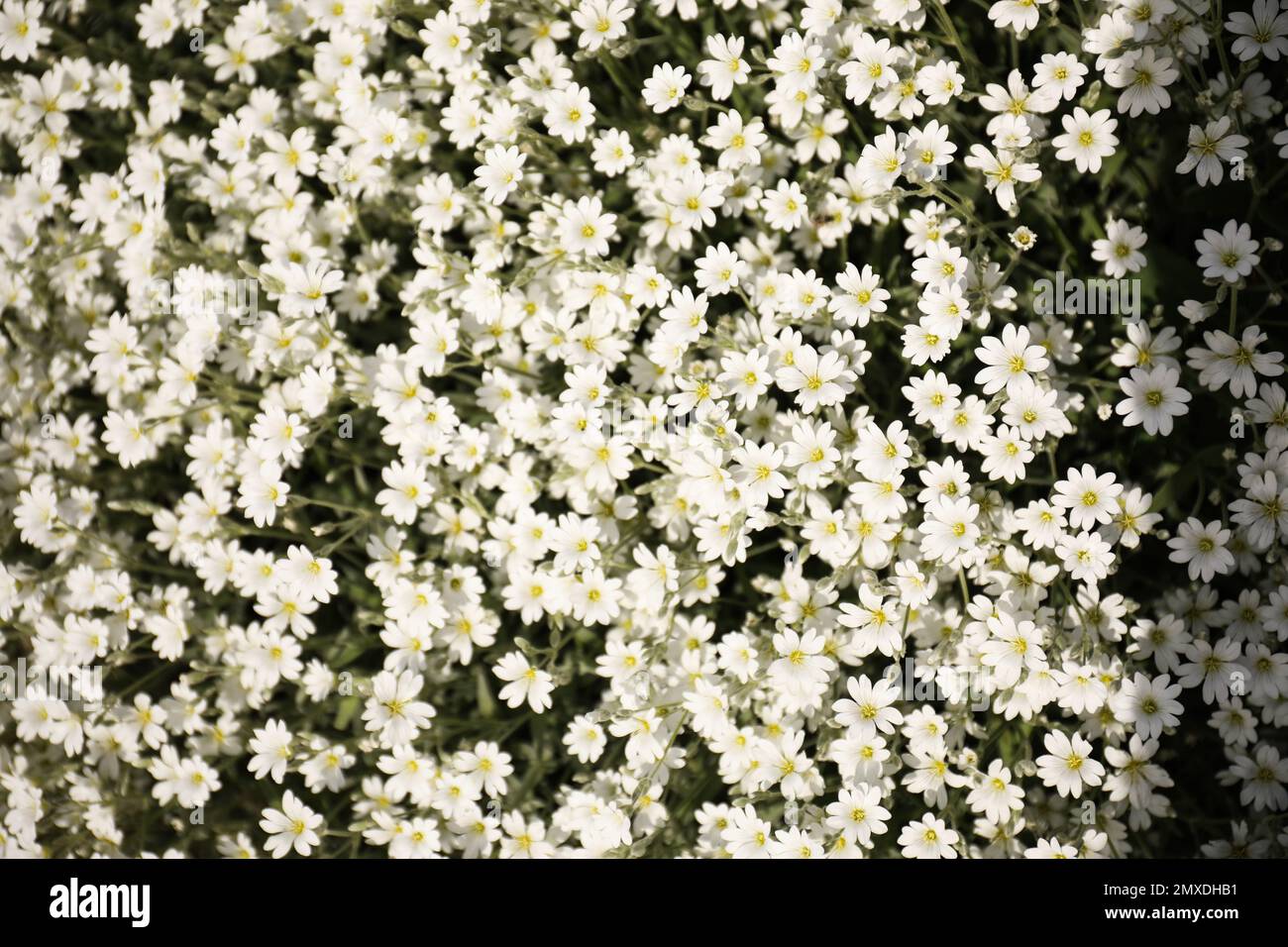 Many beautiful white meadowfoam flowers growing outdoors Stock Photo